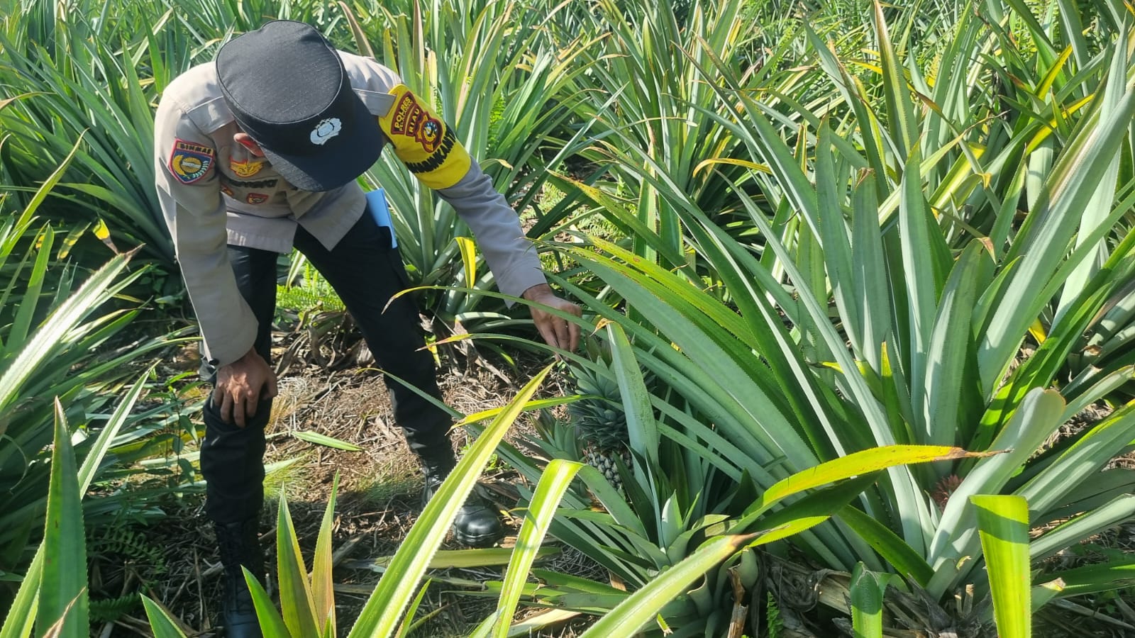 Bhabinkamtibmas Polsek Teluk Meranti Cek Tanaman Nanas Dukung Ketahanan Pangan