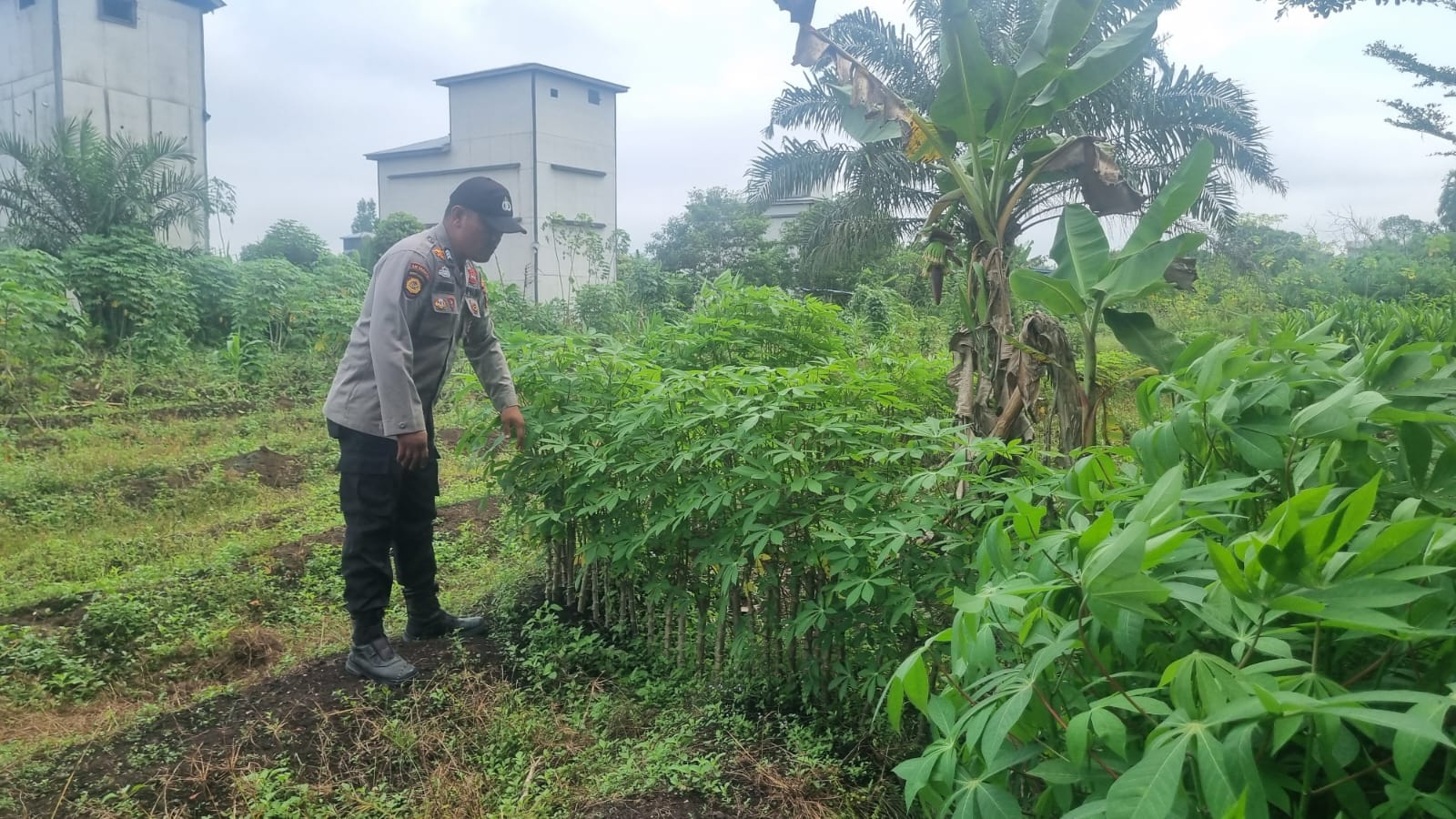 Personel Polsek Teluk Meranti Cek Lahan Warga, Dukung Program Ketahanan Pangan