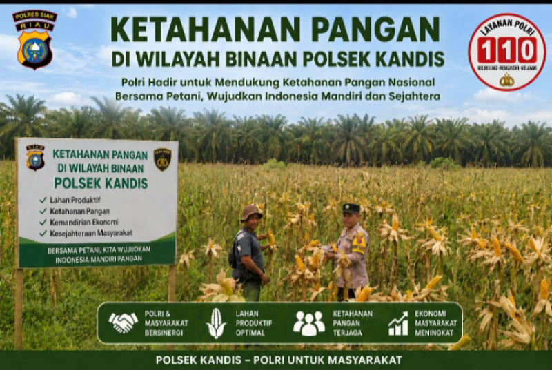 Hamparan Jagung Tumbuh Subur dan Berkembang dengan Baik di Kampung Libo Jaya