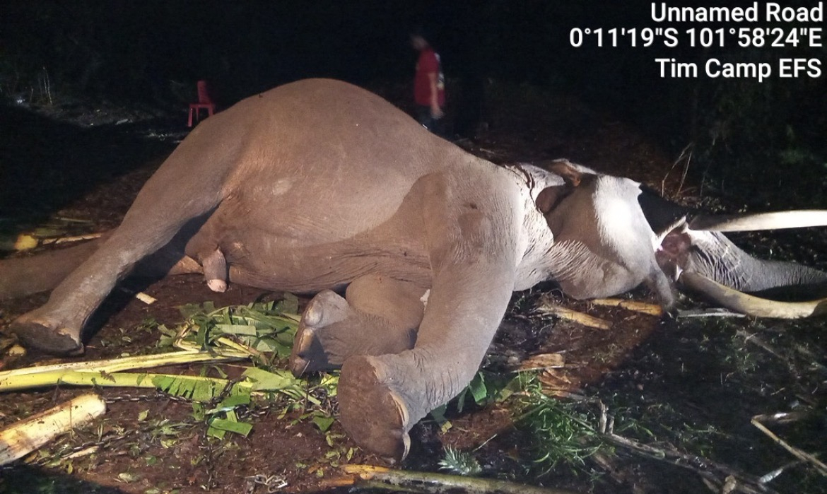 Duka Konservasi Pelalawan, Gajah Jinak Indro Tewas di Camp Flying Squad TNTN