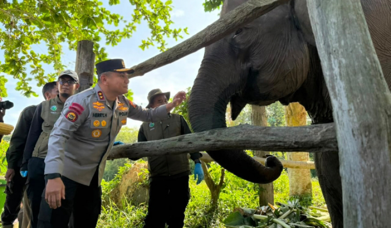 Harapan Baru Konservasi, Kapolda Riau Namai Anak Gajah Tesso Nilo 'Nona Seroja