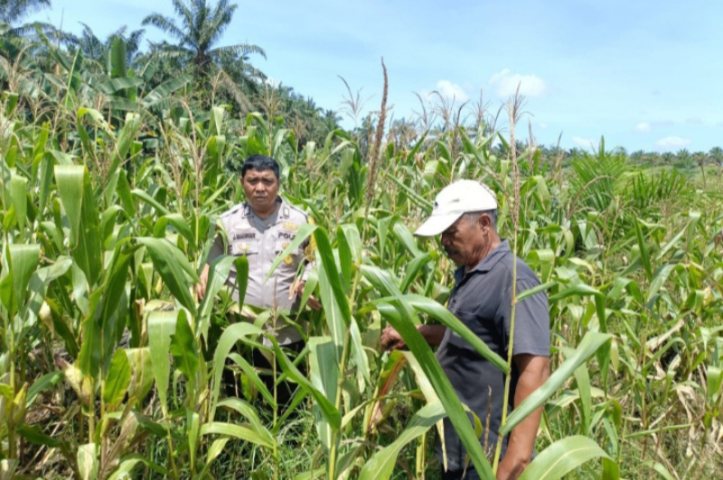 Bhabinkamtibmas Dampingi Petani Jagung sebagai Wujud Nyata Dukungan Ketahanan Pangan di Kampung Jambai Makmur