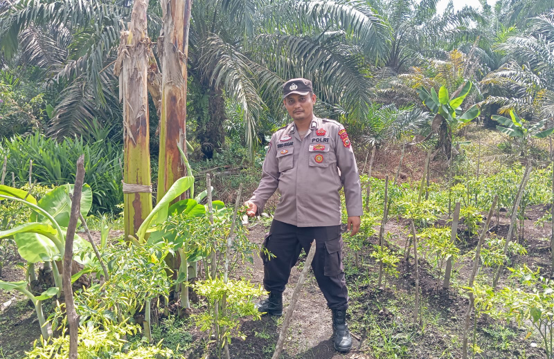 Bhabinkamtibmas Polsek Teluk Meranti Cek Lahan Cabai Warga Dukung Ketahanan Pangan