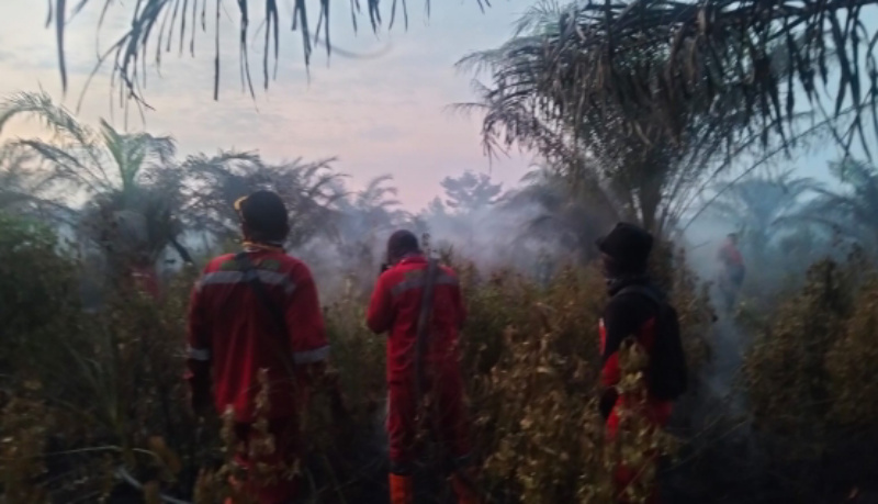 Satu Hektar Lahan di Air Hitam Pekanbaru Terbakar, Pemadaman Terus Dikakukan