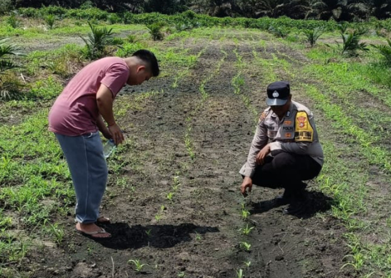 Bhabinkamtibmas Hadir Pemeliharaan Jagung Pipil di Kandis, Mulai Penyiraman, Pemupukan dan Pengendalian Hama