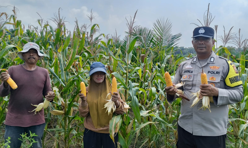 Sinergi Polri dan Petani Berbuah Manis, Polsek Kandis Panen Raya 2 Ton Jagung
