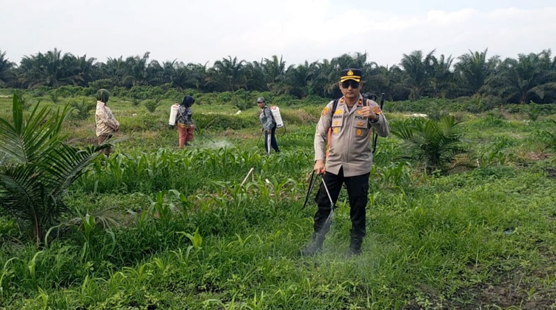Polsek Kandis Dampingi Penyemprotan Gulma, Kapolsek Turun Langsung Rawat Jagung Program Ketahanan Pangan