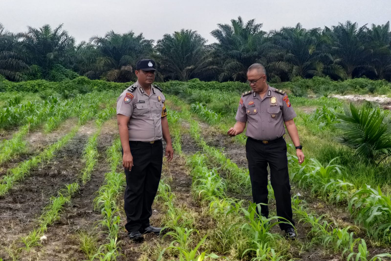 Polri Hadir untuk Petani, Polsek Kandis Kawal Jagung 12 Hektare Demi Wujudkan Swasembada Pangan Nasional