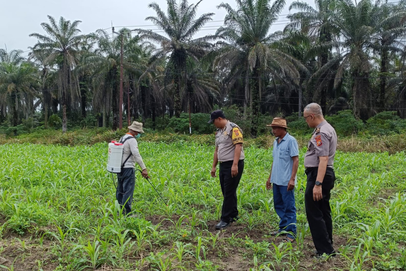 Polri Hadir Bersama Petani, Swasembada Pangan Semakin Nyata di Kandis