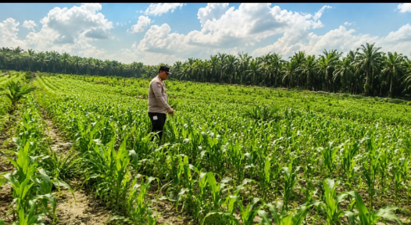 Bersama Petani Merawat Tanaman Jagung, Menjaga Harapan hingga Masa Panen