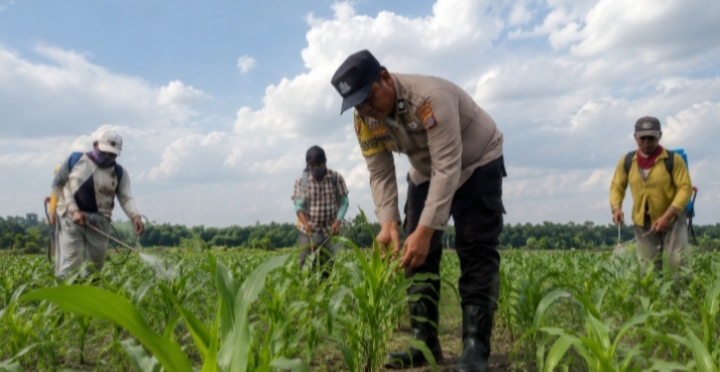 Polsek Kandis Tinjau Langsung Lahan Jagung Demi Menjaga  Swasembada Pangan Nasional