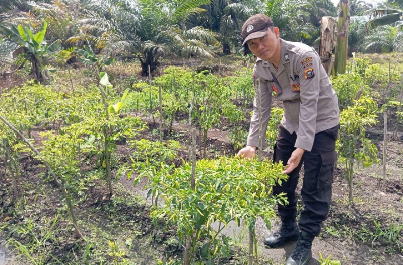 Dukung Ketahanan Pangan, Bhabinkamtibmas Polsek Teluk Meranti Pantau Tanaman Warga