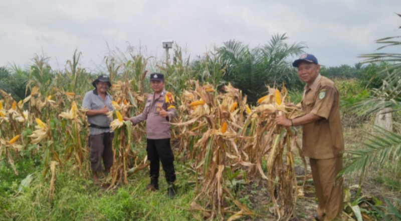 Polsek Kandis Ekstra Dampingi Petani, Berikut Tahapan Penting dalam Budidaya Tanaman Jagung