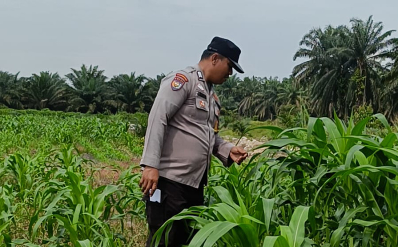Bhabinkamtibmas Polsek Kandis dan Petani Bersama Merawat Kesuburan Tanaman Jagung