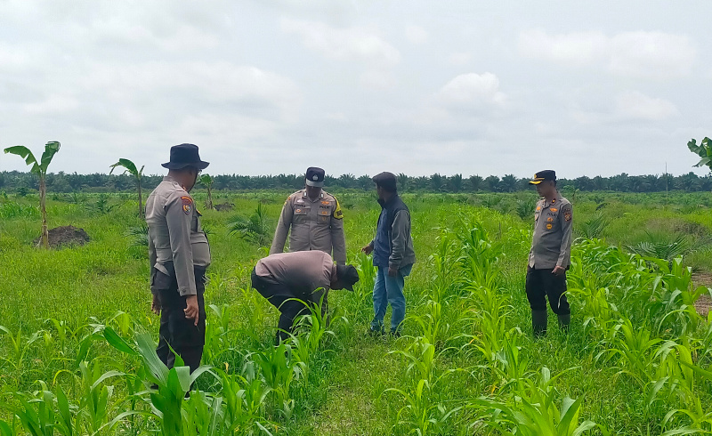 Polsek Kandis Perkuat Pendampingan Petani, Pastikan Tanaman Jagung Tumbuh Optimal Dukung Swasembada Pangan Nasional