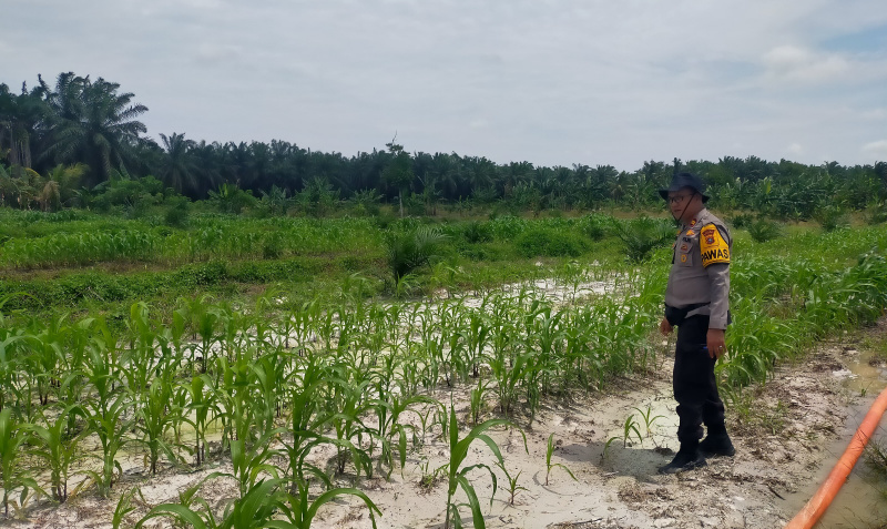 Dari Ladang untuk Negeri, Polsek Kandis Kawal Perjuangan Petani Wujudkan Swasembada Pangan