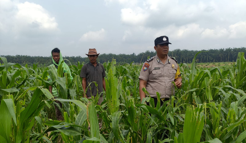Bhabinkamtibmas Kandis Bersama Petani Merawat Tanaman Jagung untuk Ketahanan Pangan