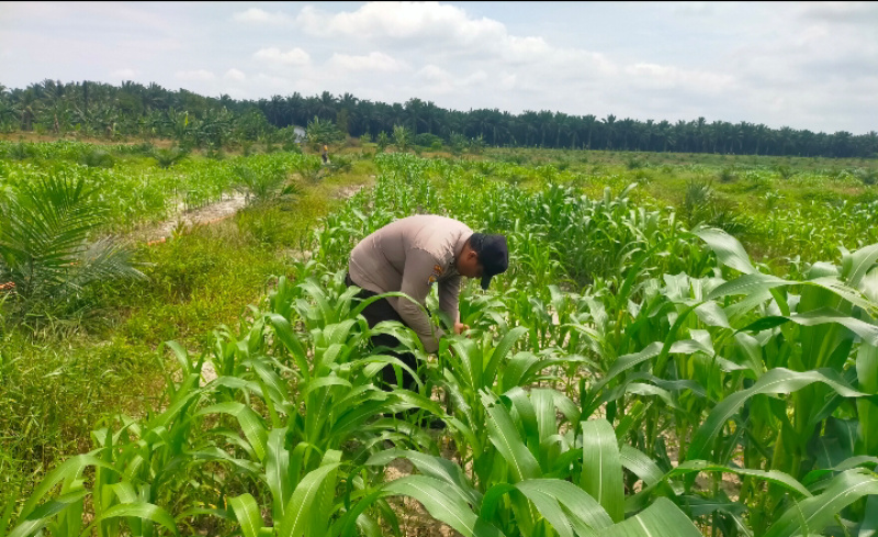 Polsek Kandis dan Petani Jaga Jagung Tetap Tumbuh Subur untuk Ketahanan Pangan