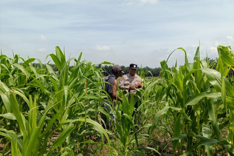 Polsek Kandis Bergerak Bersama Petani untuk Swasembada Pangan, Pastikan Tanaman Jagung Tumbuh Subur