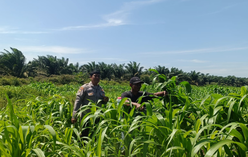 Polsek Kandis Kawal Ketahanan Pangan Bersama Petani Jambai Makmur