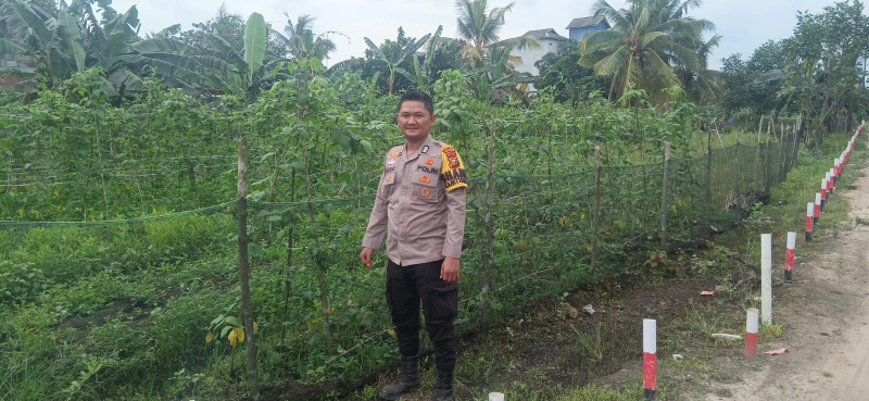Bhabinkamtibmas Polsek Teluk Meranti Pantau Lahan Ketahanan Pangan