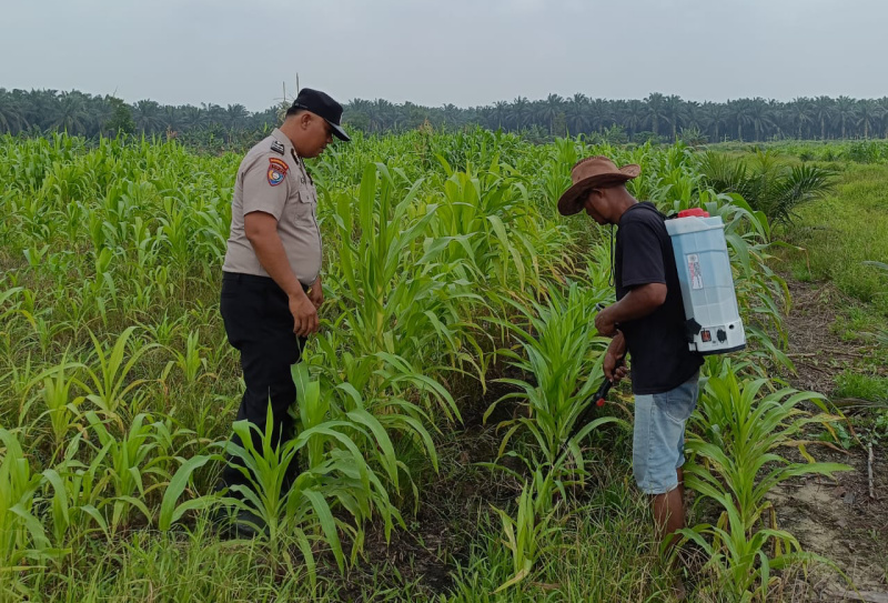 Polsek Kandis Berikan Pendampingan Petani sebagai Penguatan Ketahanan Pangan
