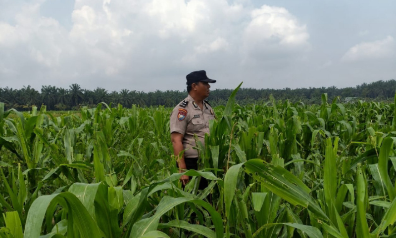 Bhabinkamtibmas Sahabat Petani, Kawal Ketahanan Pangan dari Lahan Binaan Polsek Kandis