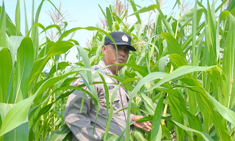 Jagung Mulai Berbuah, Polsek Kandis Perkuat Pendampingan Petani Dukung Swasembada Pangan