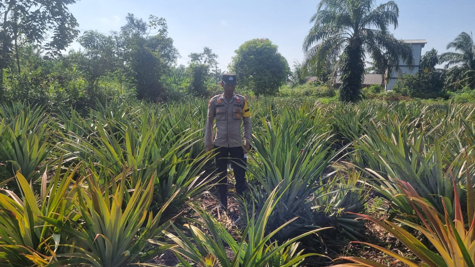 Bhabinkamtibmas Polsek Teluk Meranti Monitoring Lahan Ketahanan Pangan Warga