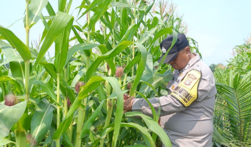 Jagung Dirawat, Produktivitas Ditingkatkan, Ketahanan Pangan Kandis Dikuatkan