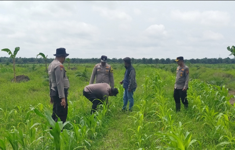 Kapolsek Kandis Pantau Swasembada Pangan, Dukung Produktivitas Petani