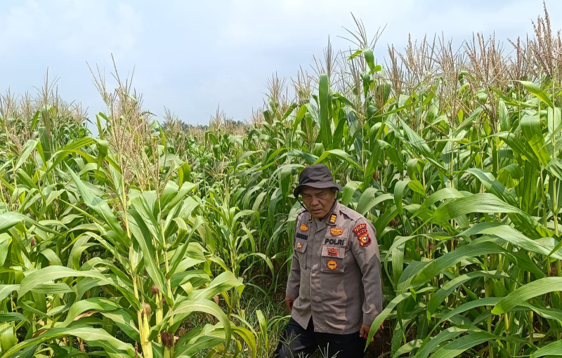 Polsek Kandis Pastikan Tanaman Jagung Tumbuh dan Terawat dengan Baik