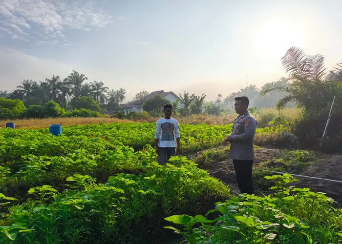 Dukung Ketahanan Pangan, Polsek LBJ Cek Lahan Kebun Sayuran Warga Desa Pontian Mekar.