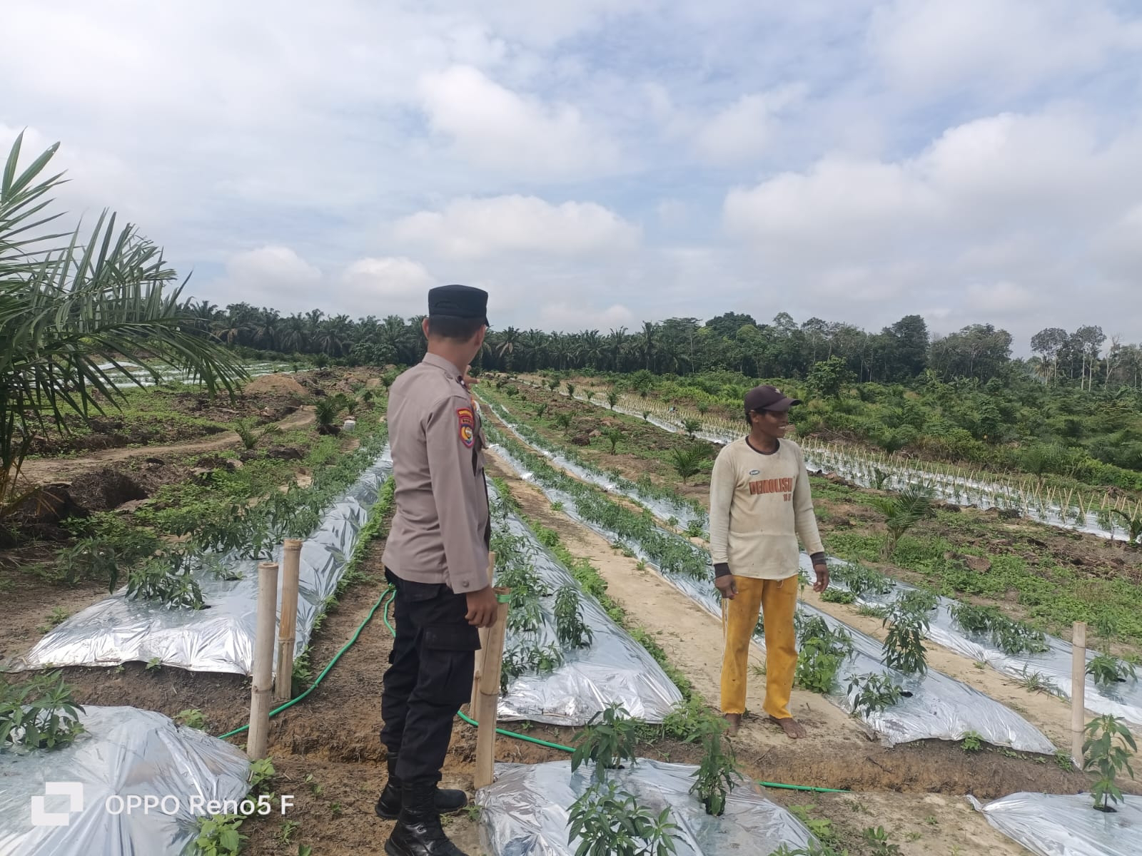 Dukung Ketahanan Pangan, Polsek Kerumutan Sambangi Lahan Pematang Tinggi