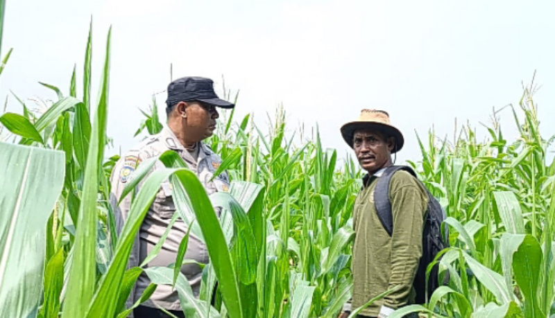 Rutin, Bhabinkamtibmas Polsek Kandis Tinjau Perkembangan Tanaman Jagung