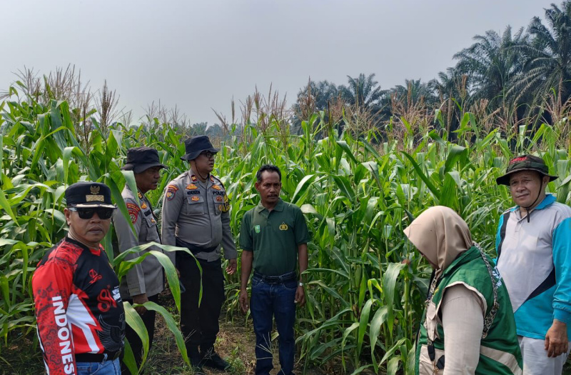 Kawal Ketahanan Pangan, Polsek Kandis Dampingi Petani Jagung