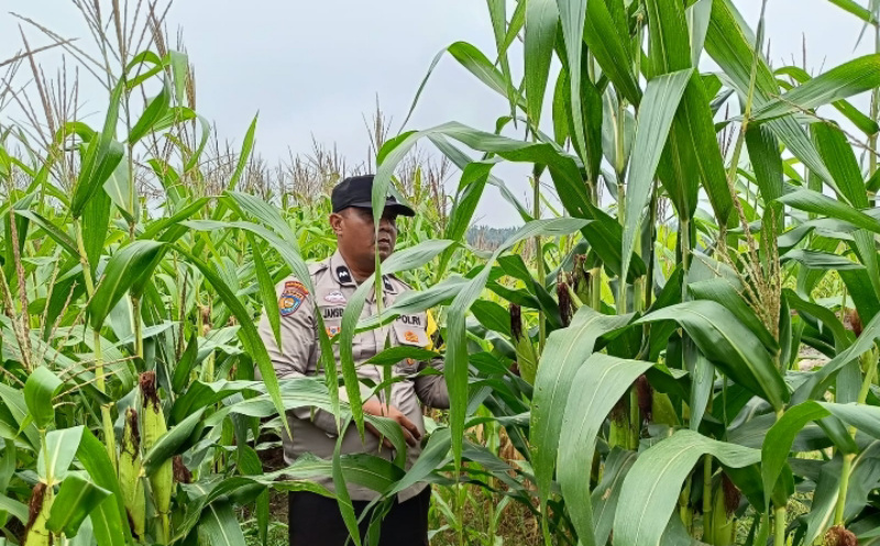 Membawa Semangat Gotong Royong, Polsek Kandis Hadir di Tengah Ladang, Demi Pendampingan Petani Jagung