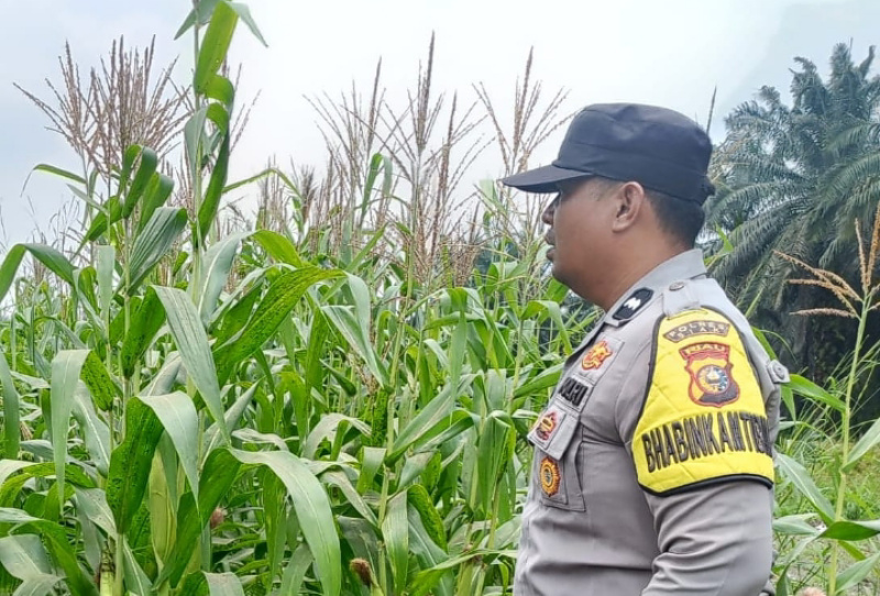 Polsek Kandis Turun ke Ladang, Kawal Jagung Jambai Makmur Menuju Swasembada Pangan