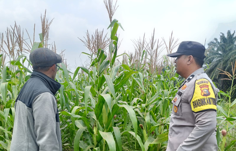 Polsek Kandis Cek Tanaman Jagung, Perkuat Komitmen Dukung Swasembada Pangan Nasional