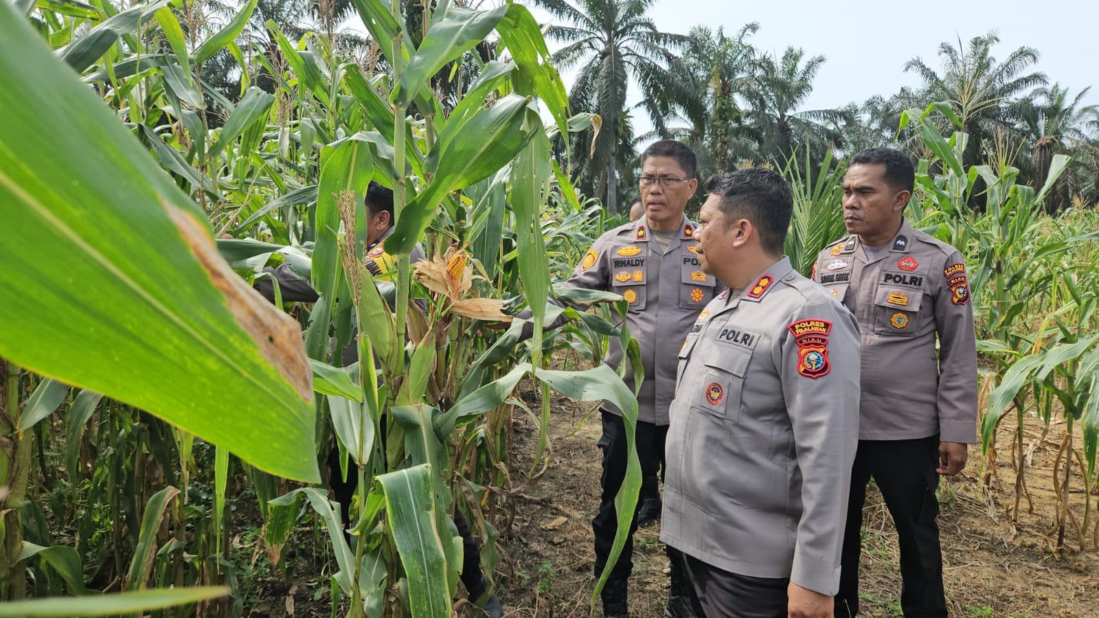 Polres Pelalawan Pastikan Program Jagung Pipil Berjalan Optimal di Sialang Indah