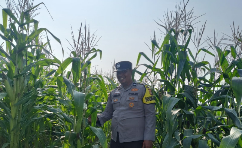 Bhabinkamtibmas Polsek Kandis Turun Langsung Memantau Lahan Jagung Jambai Makmur