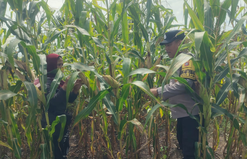 Tanaman Jagung di Kampung SamSam Siap Panen Akhir Juni 2026, Bhabinkamtibmas Rutin Lakukan Peninjauan
