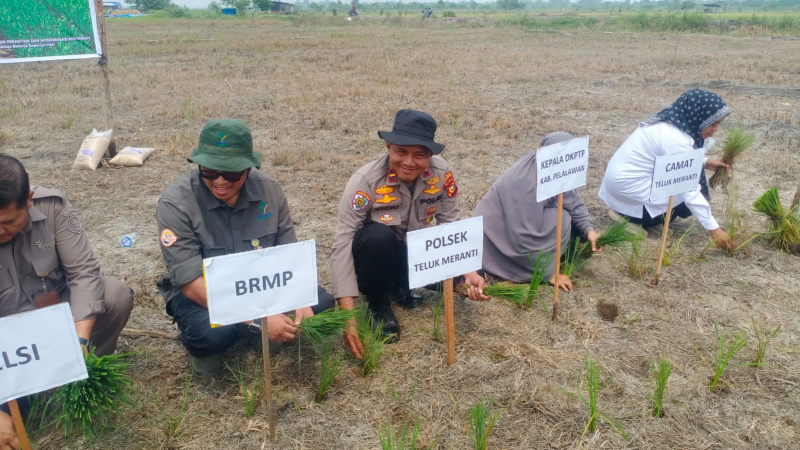 Polsek Teluk Meranti Tanam Padi Pertanian Modern PM-AAS dan Ketahanan Pangan di Kuala Panduk