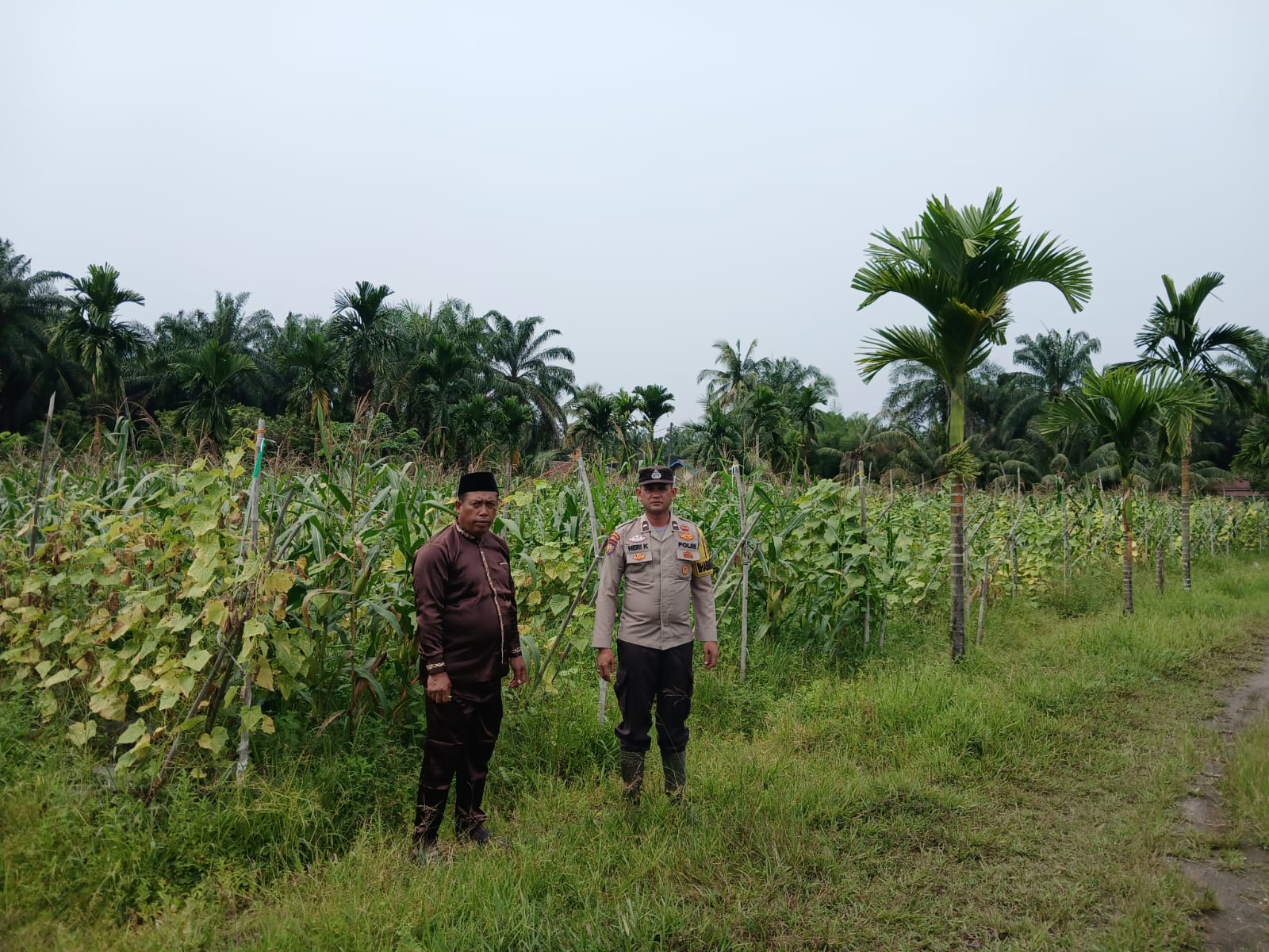 POLSEK TAPUNG HILIR HADIR – CEK PERKEMBANGAN JAGUNG TUMPANG SARI DI DESA TANDAN SARI
