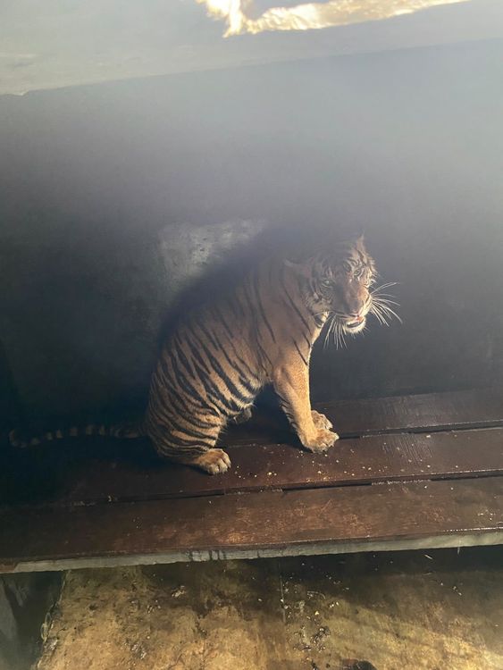 Kemenhut Amankan Harimau Sumatra yang Berkonflik dengan Manusia di Kabupaten Pelalawan