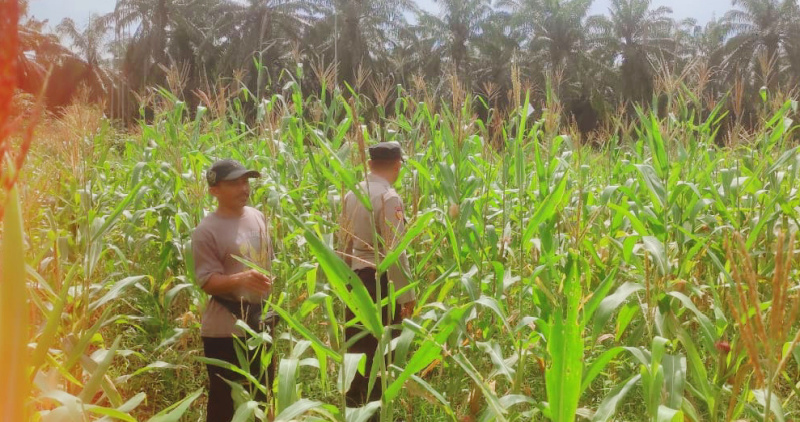 Kanit Binmas Polsek Sabak Auh Tinjau Lahan Ketahanan Pangan, Tanaman Jagung Tumbuh Subur