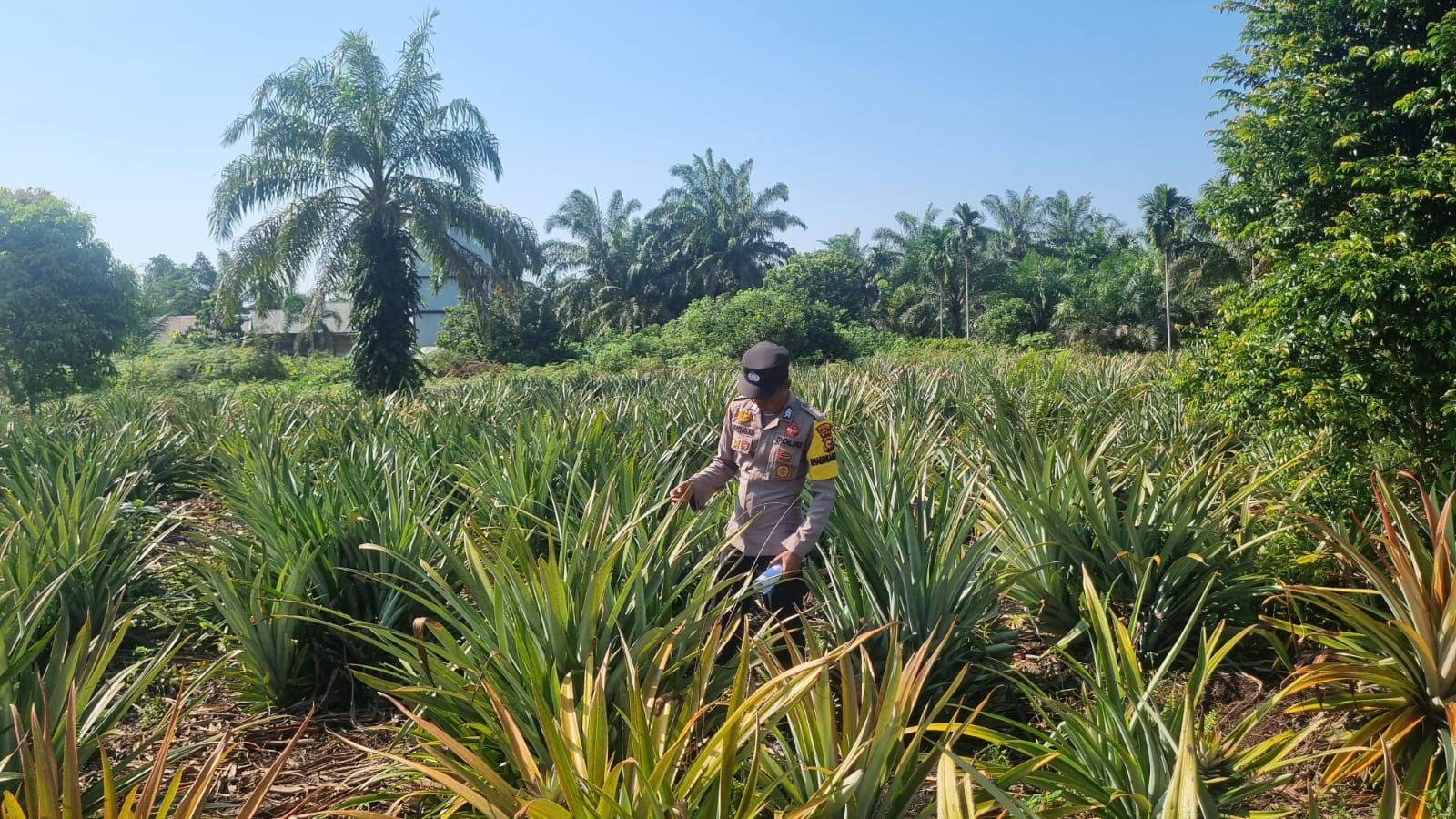Bhabinkamtibmas Turun Langsung Pantau Tanaman Pangan di Wilayah Binaan
