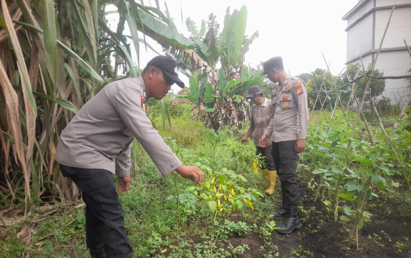 Dukung Ketahanan Pangan, Bhabinkamtibmas Polsek Teluk Meranti Cek Tanaman Cabai Warga 