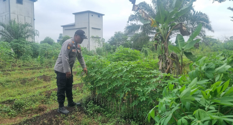Ketahanan Pangan, Bhabinkamtibmas Teluk Meranti Kawal Budidaya Cabai Bersama Petani