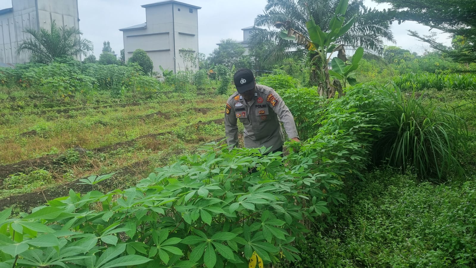 Dukung Swasembada dan Ketahanan Pangan, Bhabinkamtibmas Polsek Teluk Meranti Monitoring Tanaman Warga